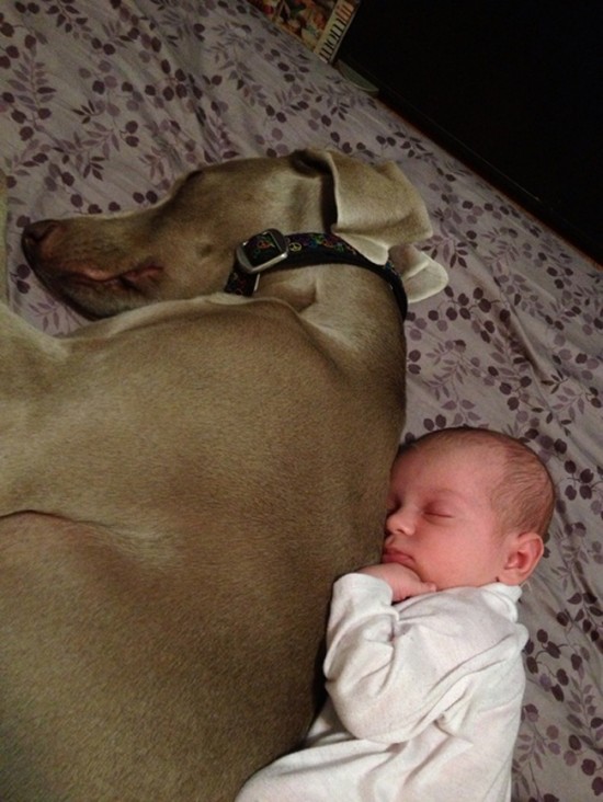 25 Cute Photos Of Babies And Dogs Sharing A Special Moment 017