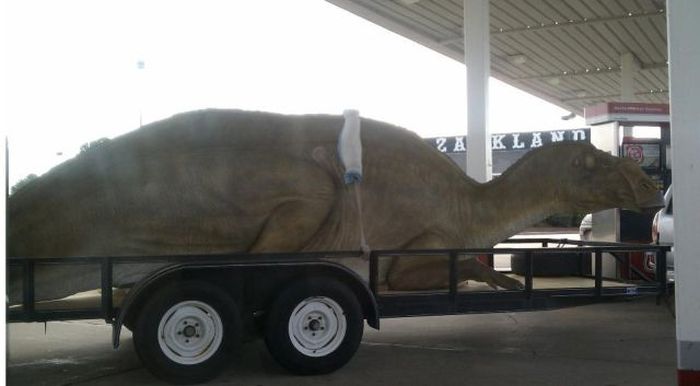 36 WTF photos made at gas stations 034
