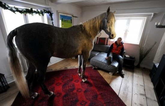 A Horse Sheltered From Storms in the Owner’s House 002