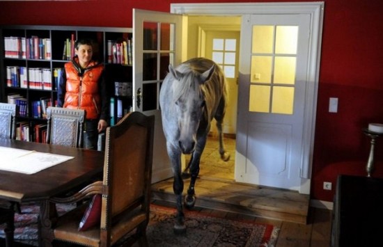 A Horse Sheltered From Storms in the Owner’s House 005
