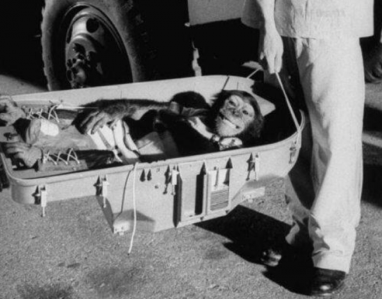 A chimp returns to Earth after a historic 16 minute flight up in space. What a champ