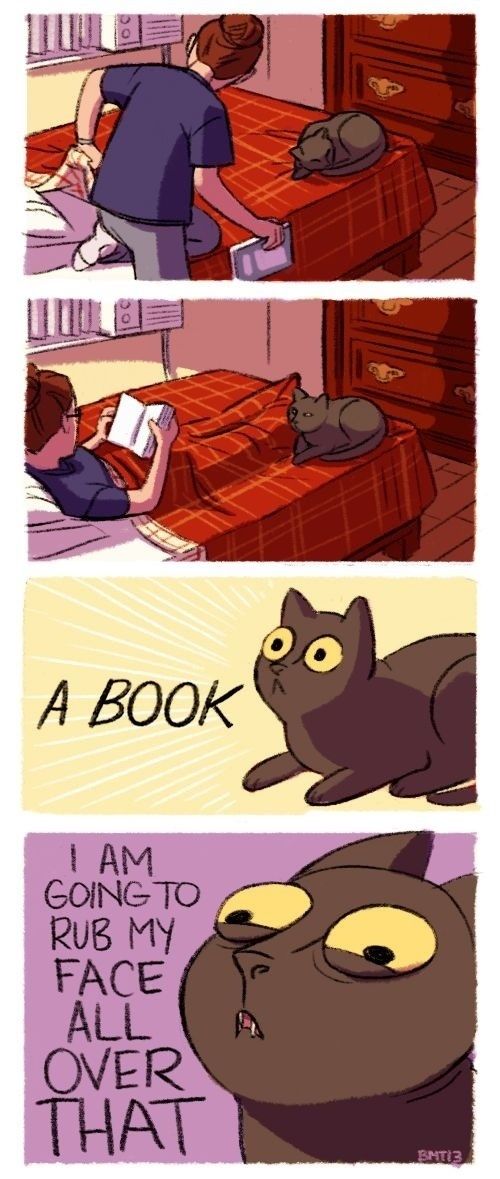 Cat owners will understand them 010
