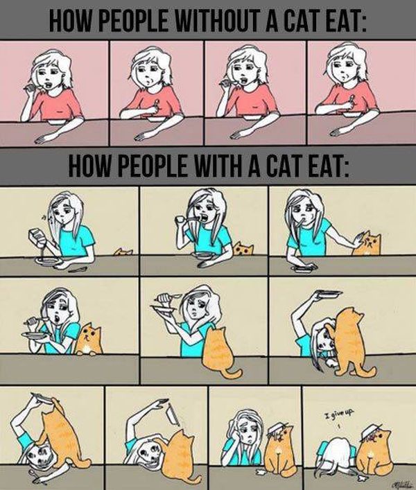 Cat owners will understand them 028