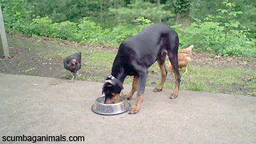 Chicken stealing food from dog