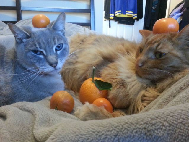 February 3rd Picdump 002