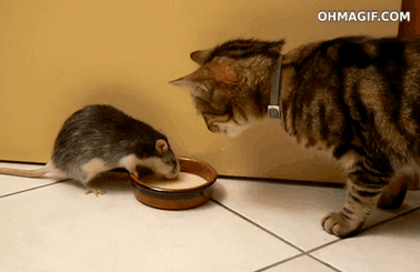 Mouse Stealing Cat Food