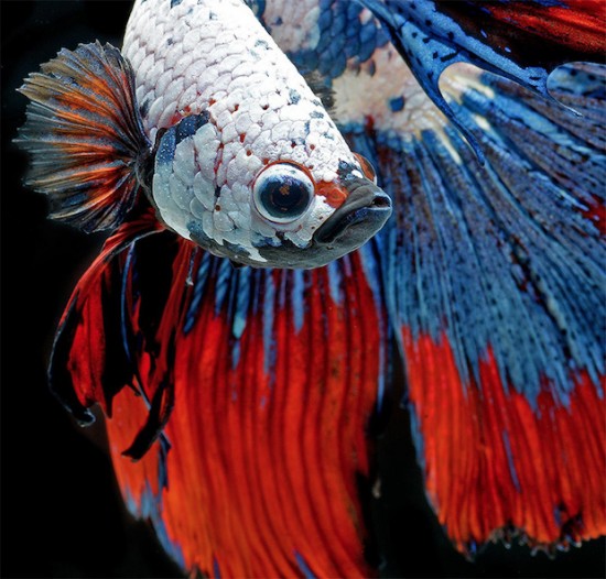 Photo Series Captures the Stunning Beauty of Siamese Fighting Fish 001