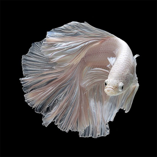 Photo Series Captures the Stunning Beauty of Siamese Fighting Fish 002