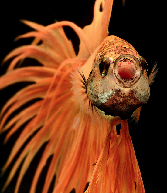Photo Series Captures the Stunning Beauty of Siamese Fighting Fish 003