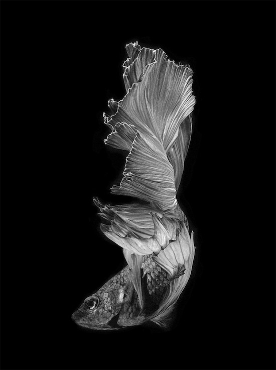 Photo Series Captures the Stunning Beauty of Siamese Fighting Fish 005