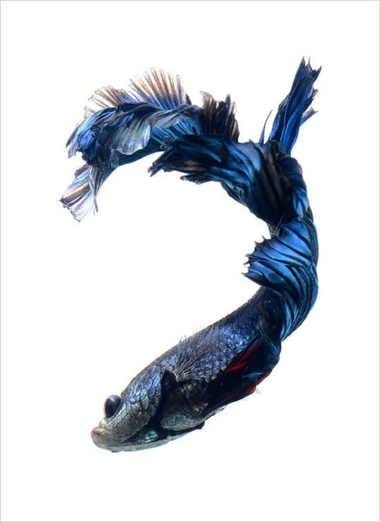 Photo Series Captures the Stunning Beauty of Siamese Fighting Fish 008