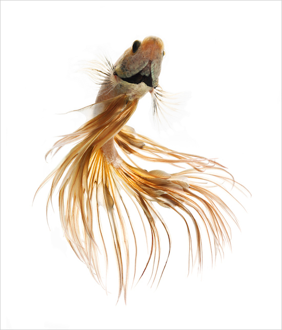 Photo Series Captures the Stunning Beauty of Siamese Fighting Fish 012