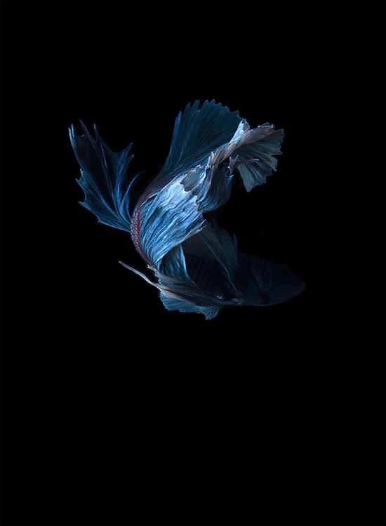Photo Series Captures the Stunning Beauty of Siamese Fighting Fish 014