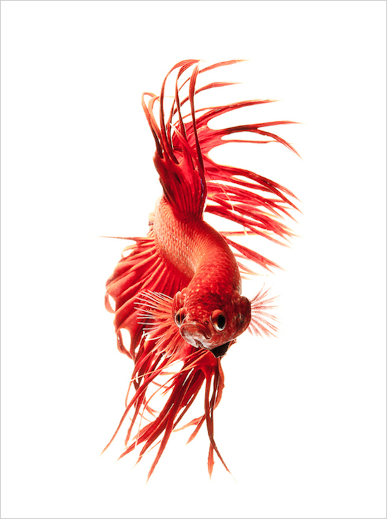 Photo Series Captures the Stunning Beauty of Siamese Fighting Fish 015