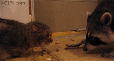 Raccoon stealing food from a cat