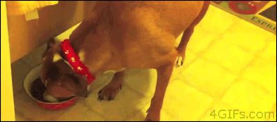 Smart dog stealing food