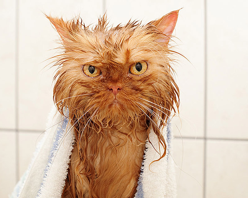 Wet Cats 007