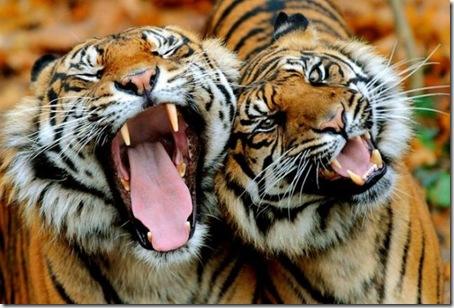 25 Animals Caught Mid-Yawn 013