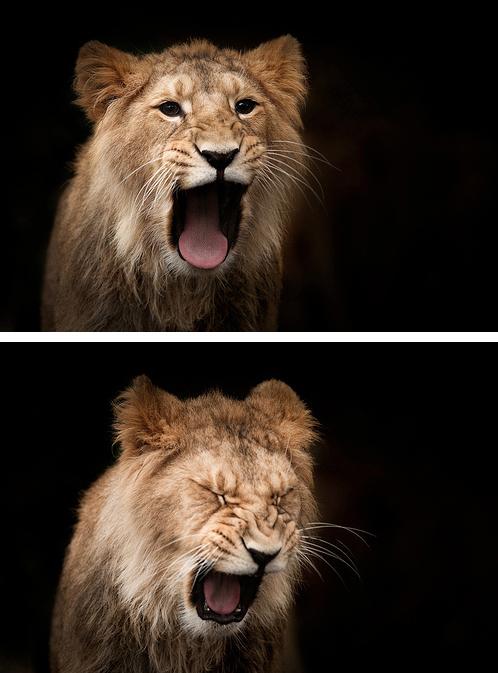 25 Animals Caught Mid-Yawn 015