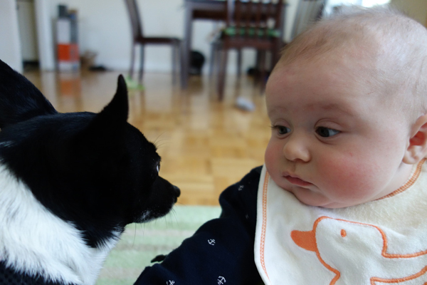 25 Babies And Dogs That Will Make Your Day 012