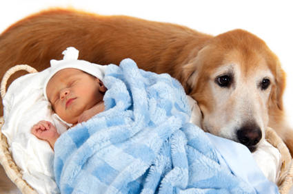 25 Babies And Dogs That Will Make Your Day 017