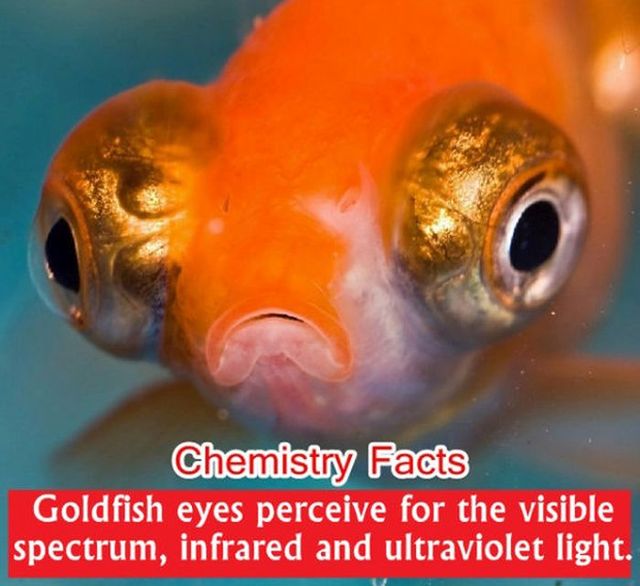 28 Interesting Chemistry Facts 008