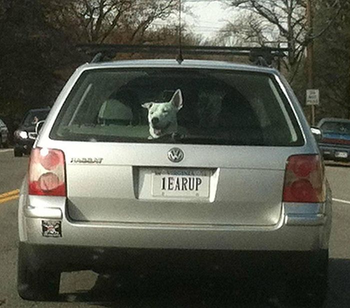 30 Funny License Plates 019