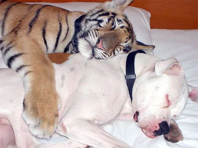 9 Unlikely Animal Friendships 001