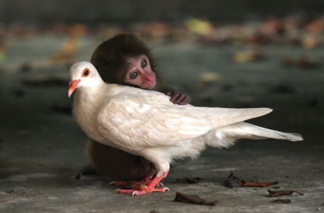 9 Unlikely Animal Friendships 004