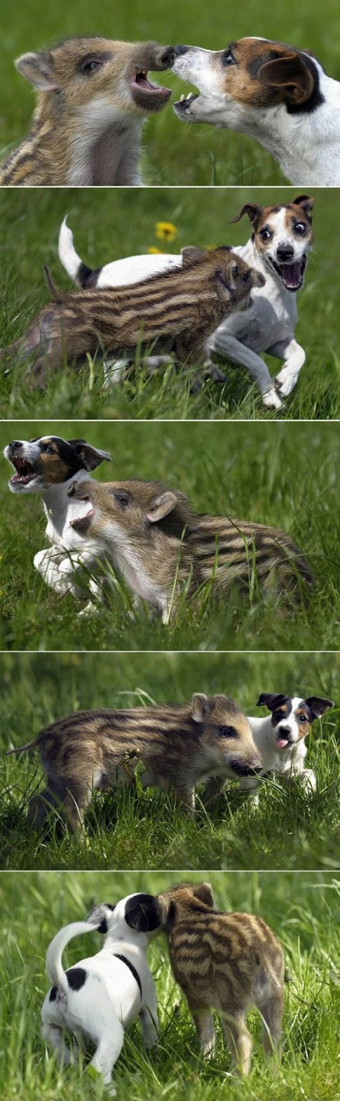 9 Unlikely Animal Friendships 005