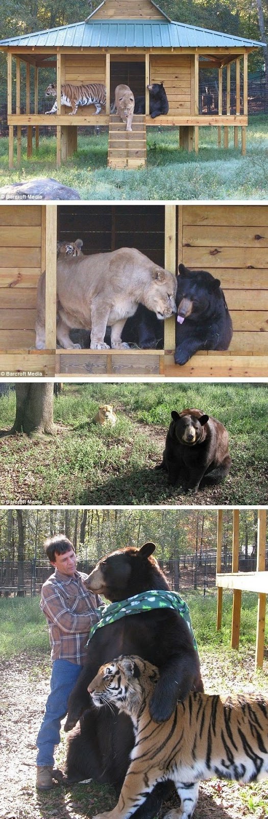 9 Unlikely Animal Friendships 008