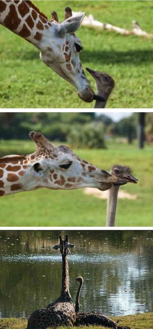 9 Unlikely Animal Friendships 009