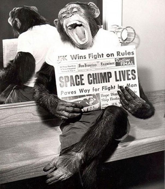A space chimp posing to camera after a successful mission to space, 1961