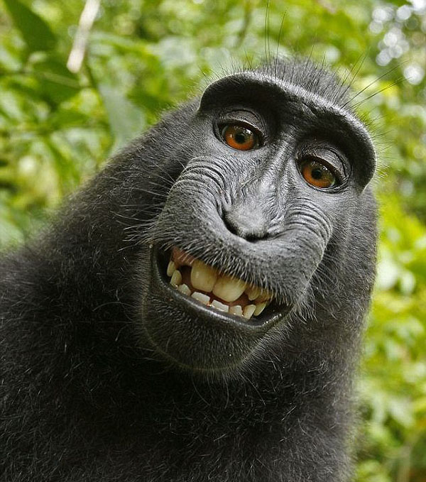Animal Selfies Now Taking Over The Internet001