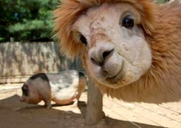 Animal Selfies Now Taking Over The Internet002