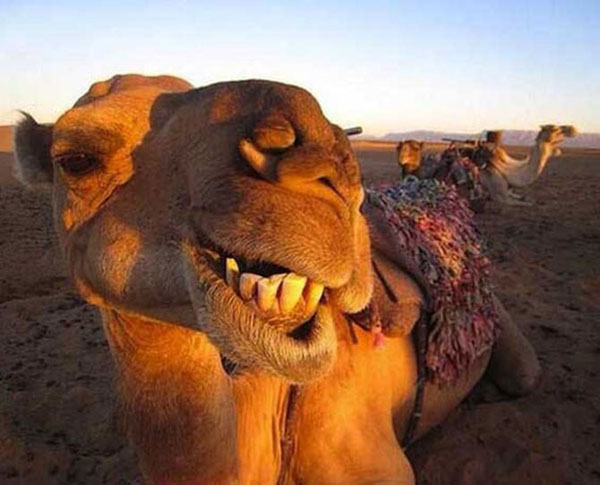 Animal Selfies Now Taking Over The Internet003