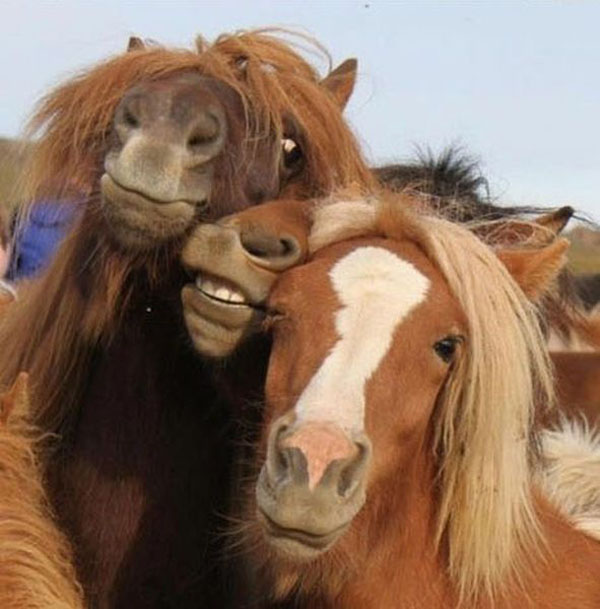 Animal Selfies Now Taking Over The Internet004