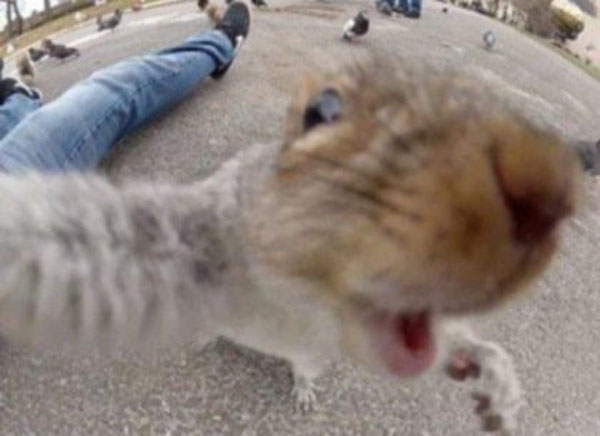 Animal Selfies Now Taking Over The Internet005