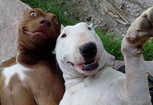 Animal Selfies Now Taking Over The Internet006