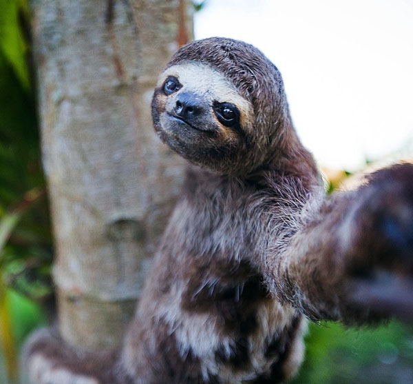 Animal Selfies Now Taking Over The Internet008