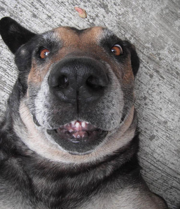 Animal Selfies Now Taking Over The Internet010