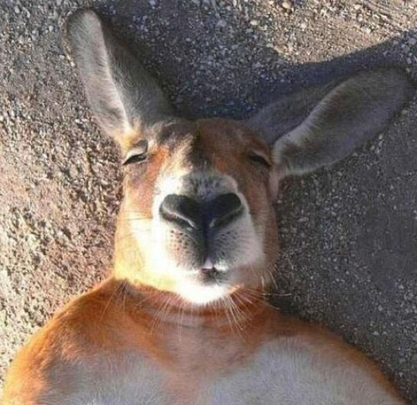 Animal Selfies Now Taking Over The Internet011