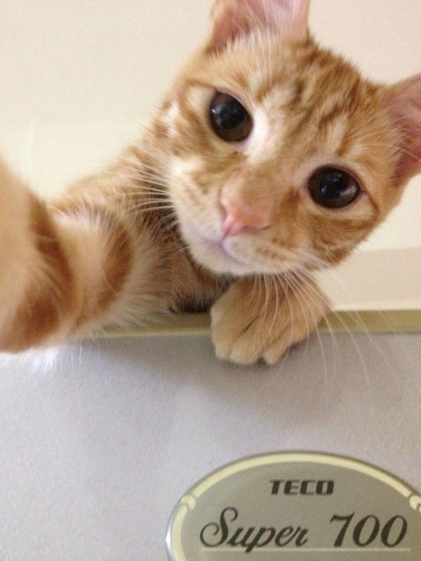 Animal Selfies Now Taking Over The Internet013