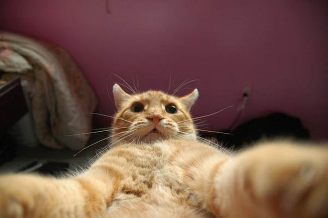 Cats Taking Selfies1 004