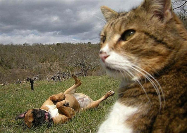 Cats Taking Selfies1 009