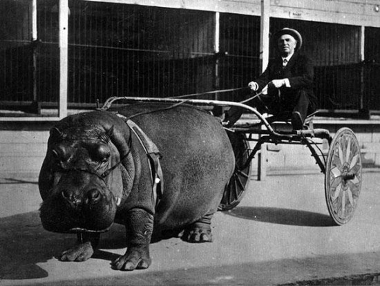 Circus hippo pulling a cart, 1924