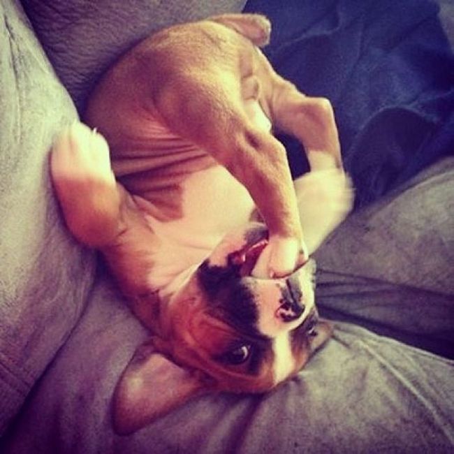 When pets fail with human furniture 009