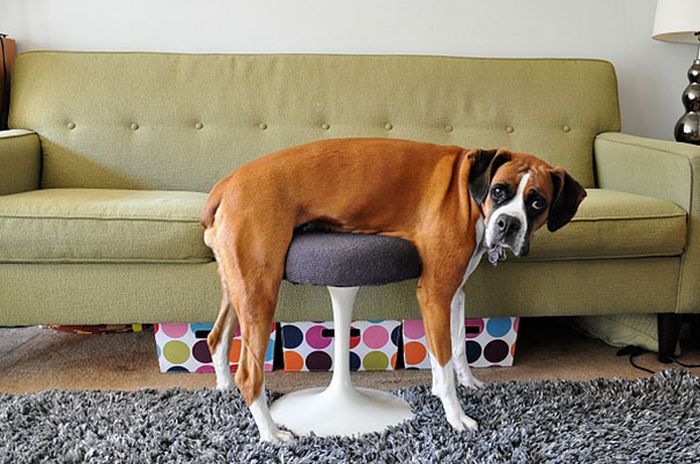 When pets fail with human furniture 014