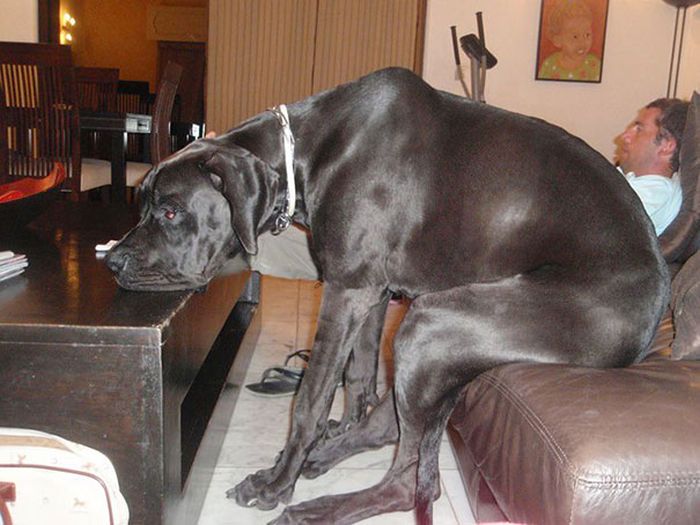 When pets fail with human furniture 026
