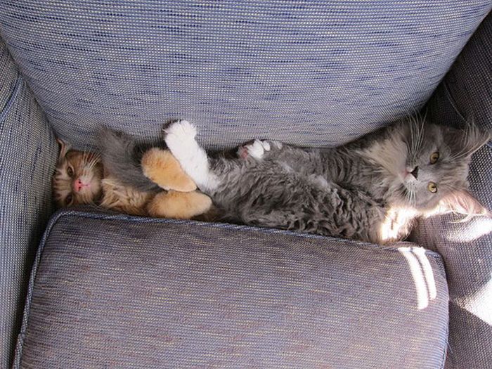 When pets fail with human furniture 028